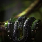 What Do Snakes Eat in the Amazon Rainforest? Emerald tree boa coiled on a branch in the jungle