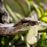 A large constrictor snake among green foliage