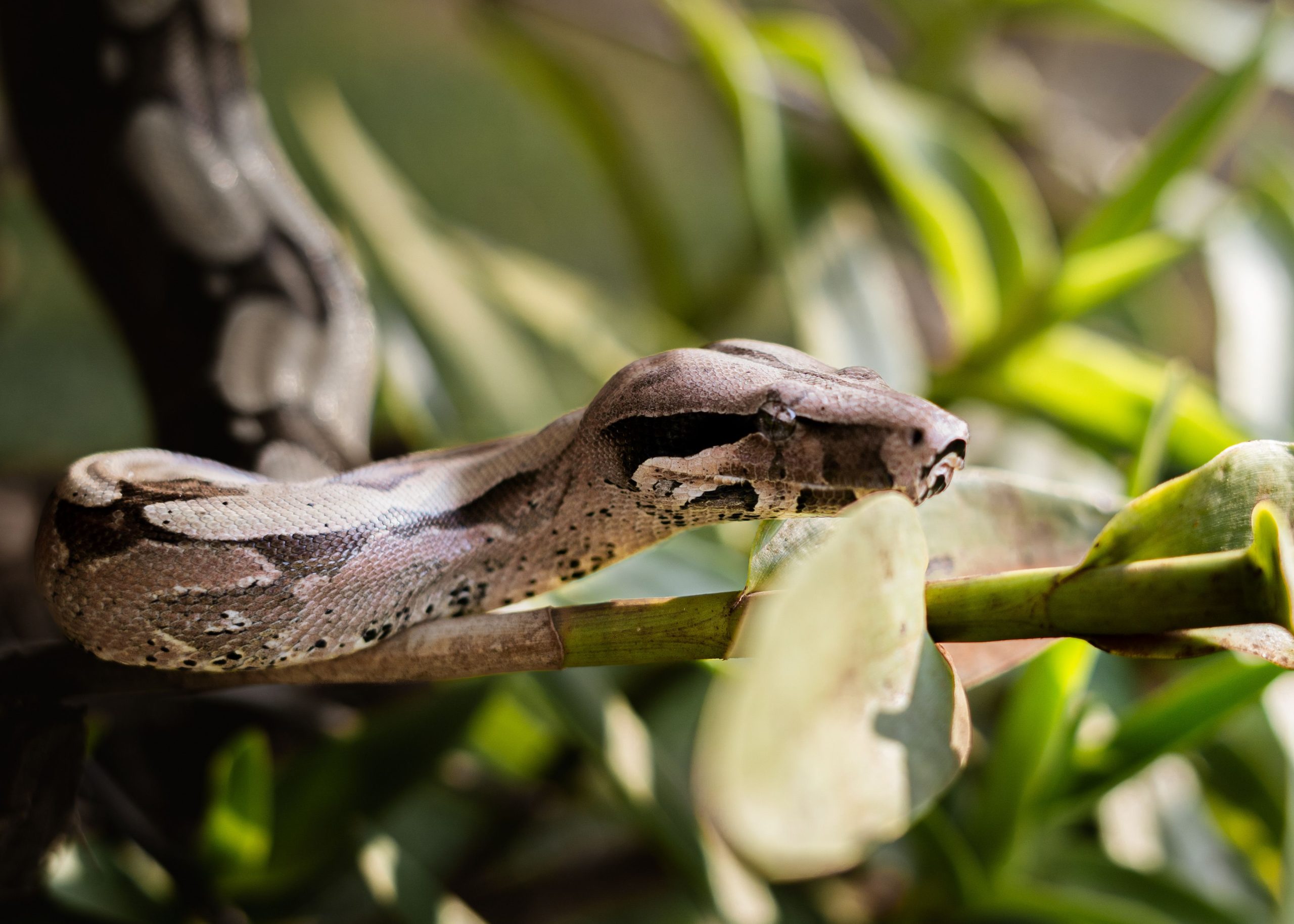 A large constrictor snake among green foliage