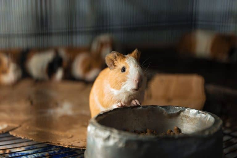 Guinea pig peeking over a food bowl