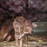 Top Cattle Feed Manufacturers in Maharashtra Young brown calf standing on a barn floor with hay in India