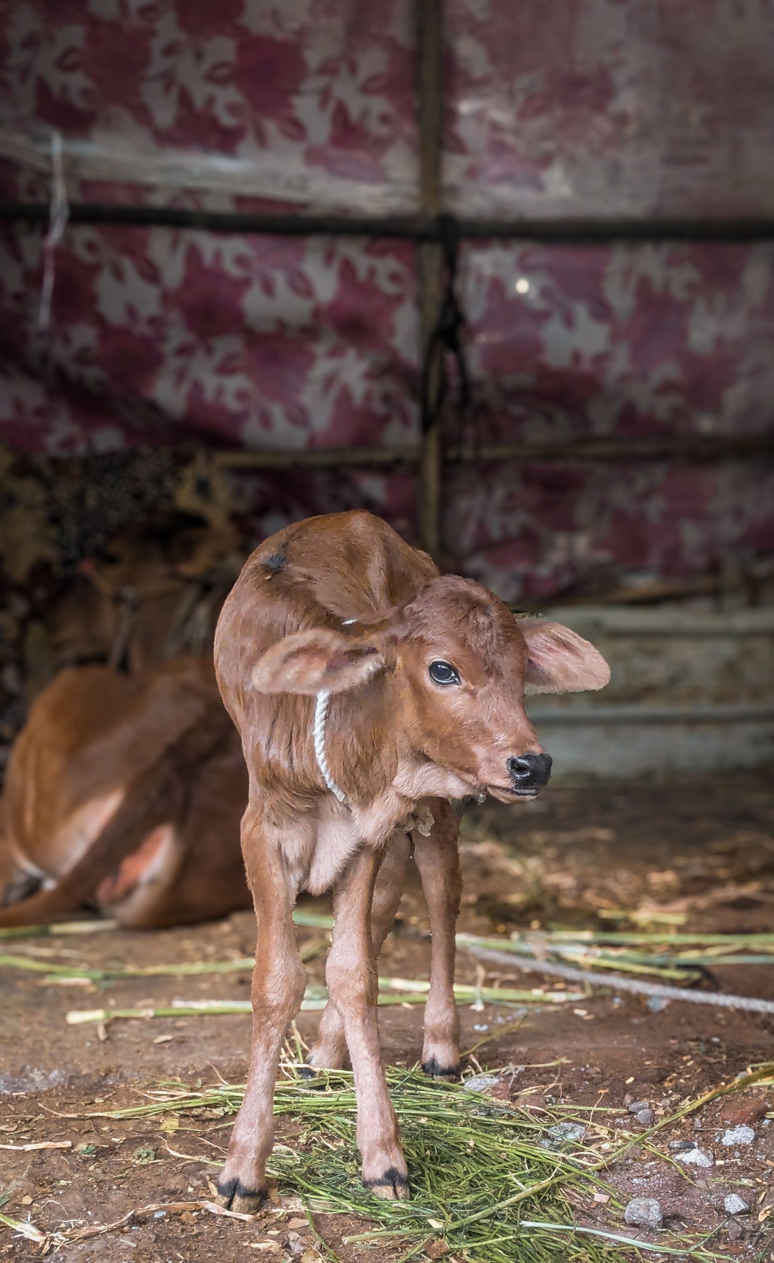 Young brown calf standing on a barn floor with hay in India