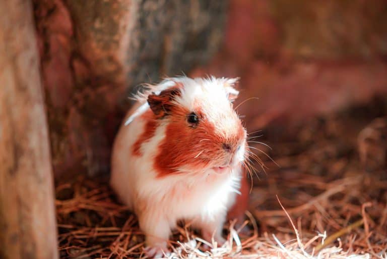 Guinea pig sitting on straw in a rustic setting