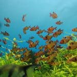 What to Feed Newly Hatched Betta Fry Small fish swimming in a freshwater aquarium