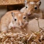 Two gerbils resting in their bedding