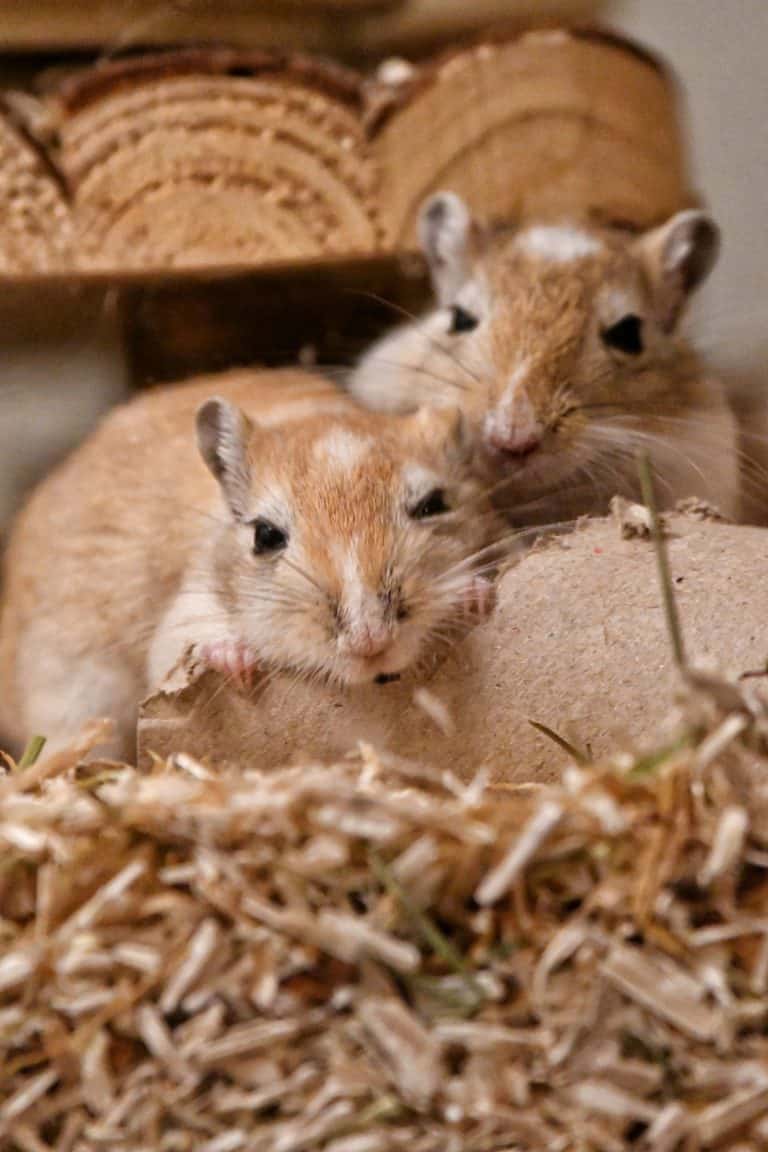 Two gerbils resting in their bedding