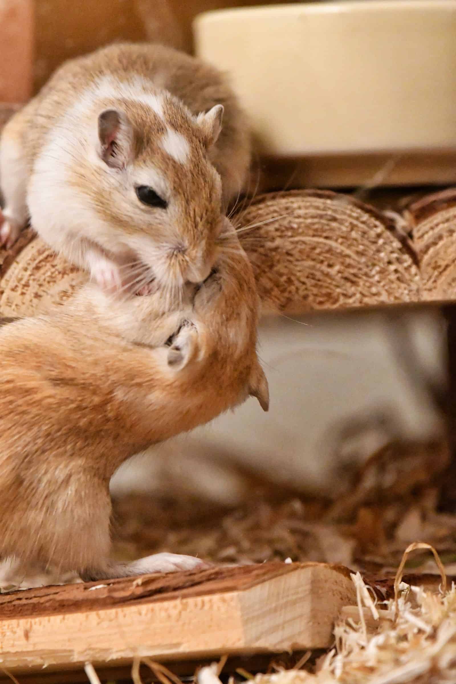 Two gerbils playing on a wooden platform
