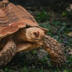 Sulcata (African spurred) tortoise walking on dry ground