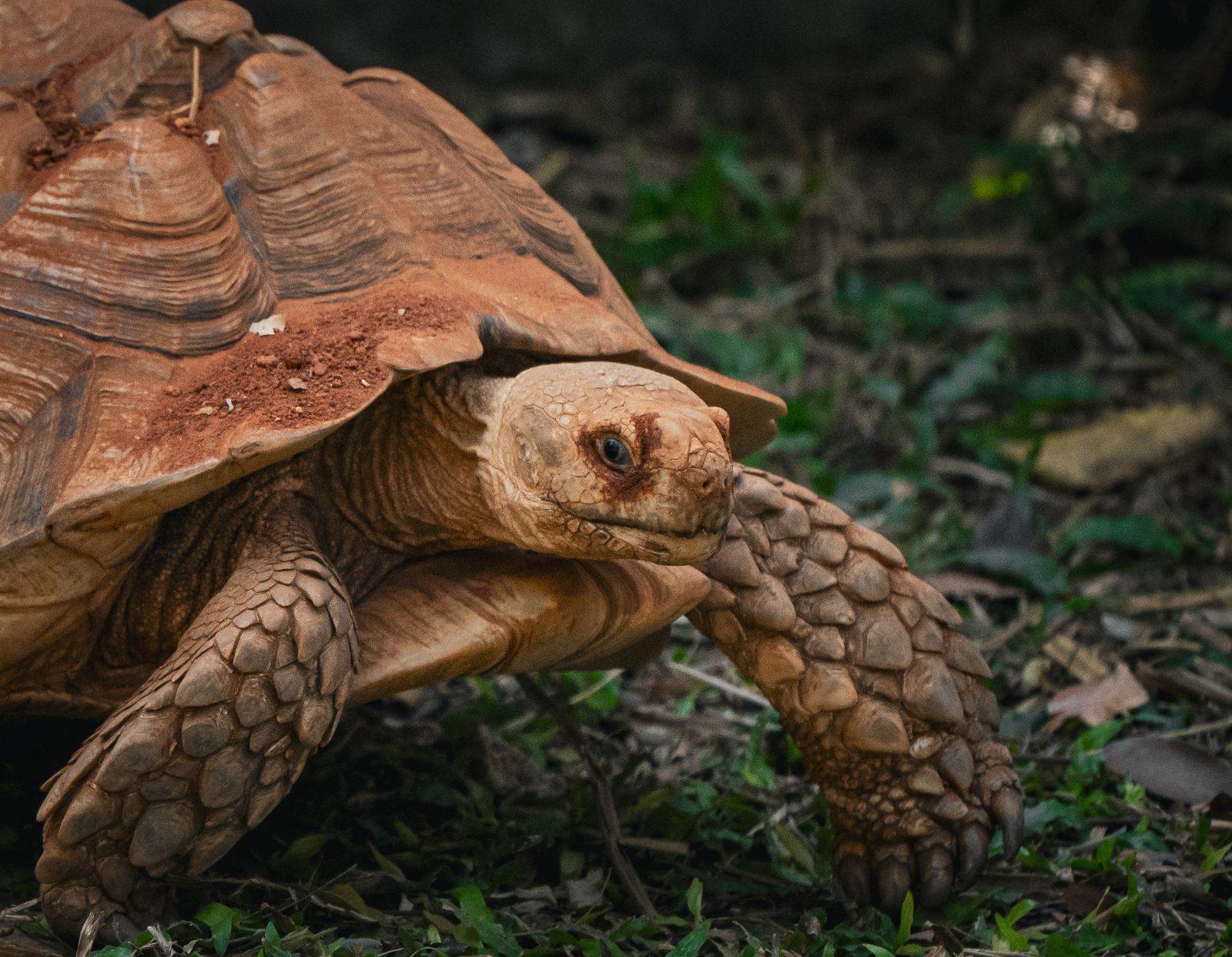 Sulcata (African spurred) tortoise walking on dry ground