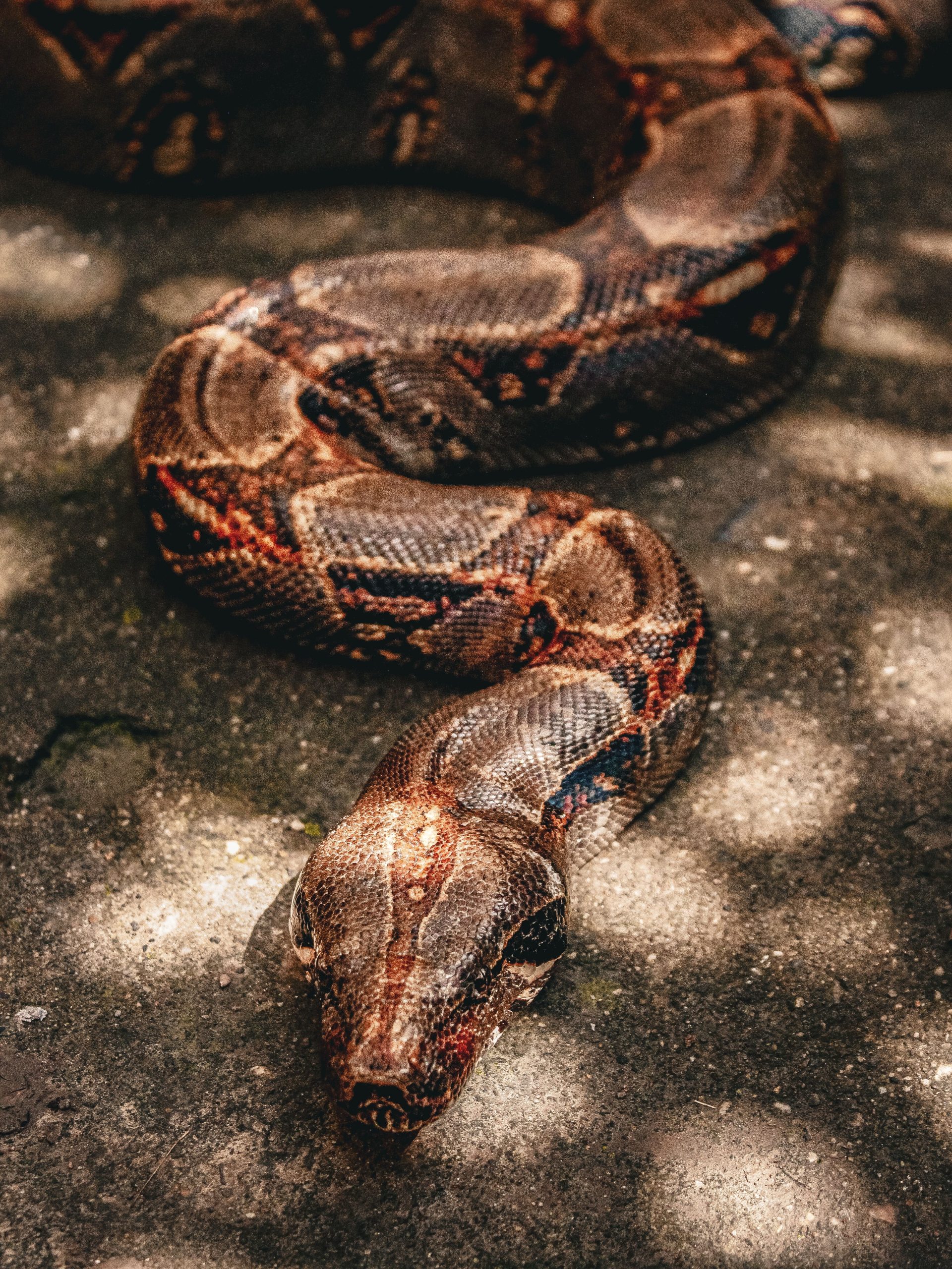 A boa constrictor basking in sunlight on textured ground