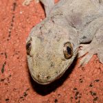 Common House Gecko Food House gecko close-up on a textured surface