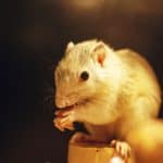 Gerbil eating food in warm indoor light
