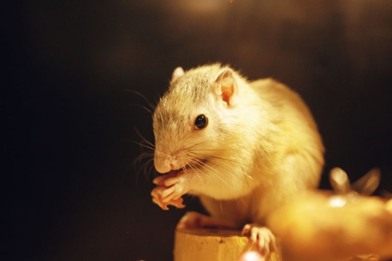 Gerbil eating food in warm indoor light