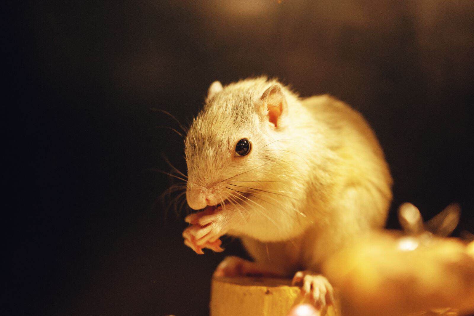 Gerbil eating food in warm indoor light