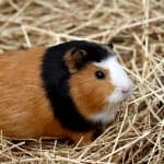 Orchard Grass Hay for Guinea Pigs: Is It a Good Choice? Guinea pig sitting on straw bedding