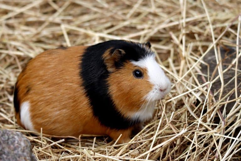 Guinea pig sitting on straw bedding