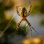 What Do Redback Spiders Eat? Black and red spider on a web