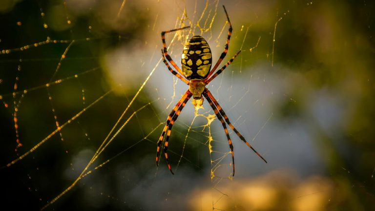 Black and red spider on a web
