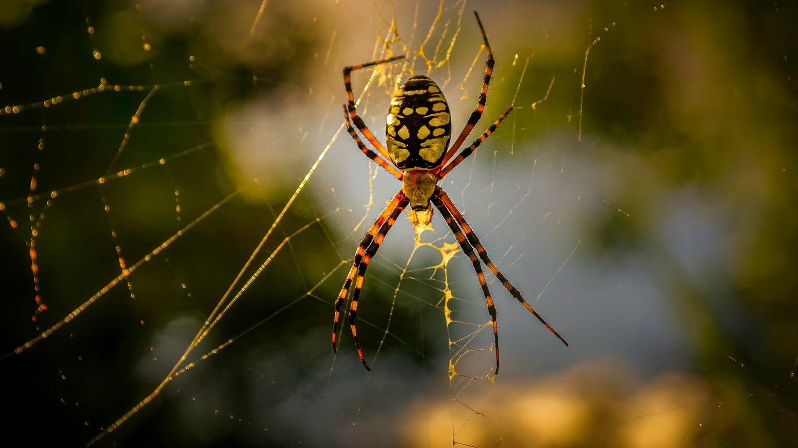 Black and red spider on a web