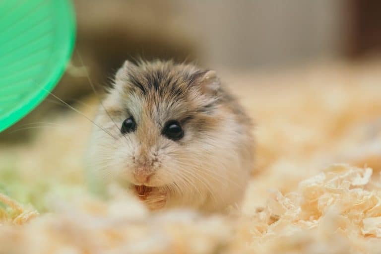 Close-up of a fluffy hamster