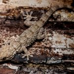 Small gecko resting on tree bark