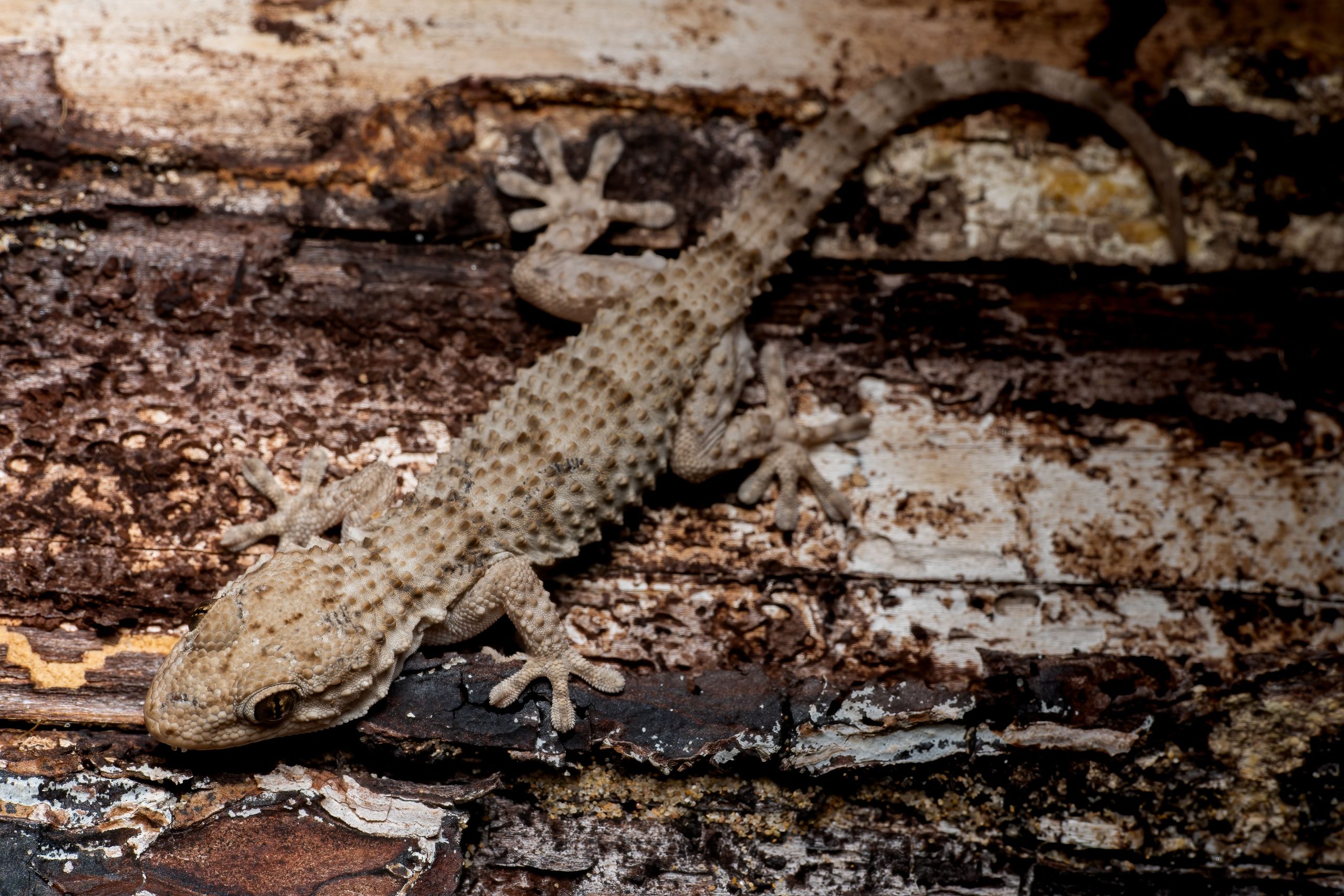 Small gecko resting on tree bark