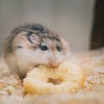 Hamster nibbling on a treat