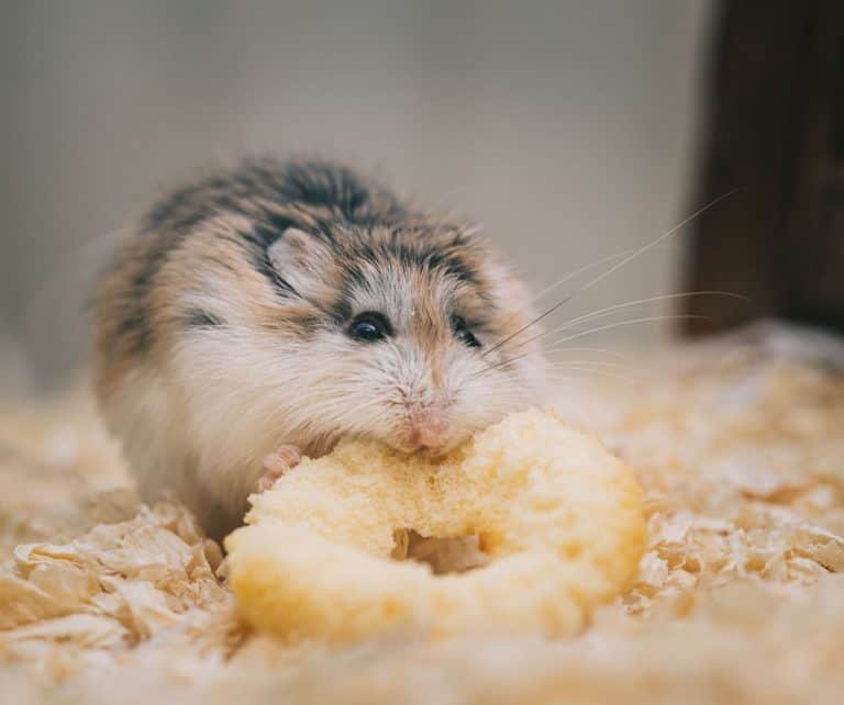 Hamster nibbling on a treat