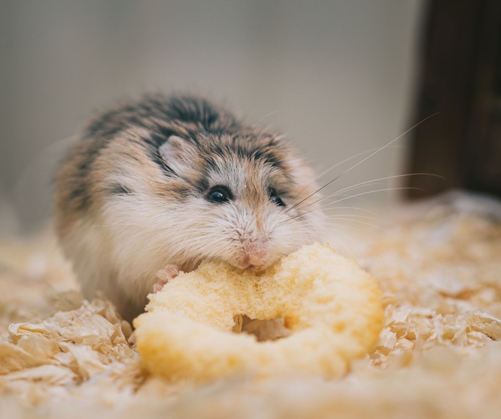 Hamster nibbling on a treat