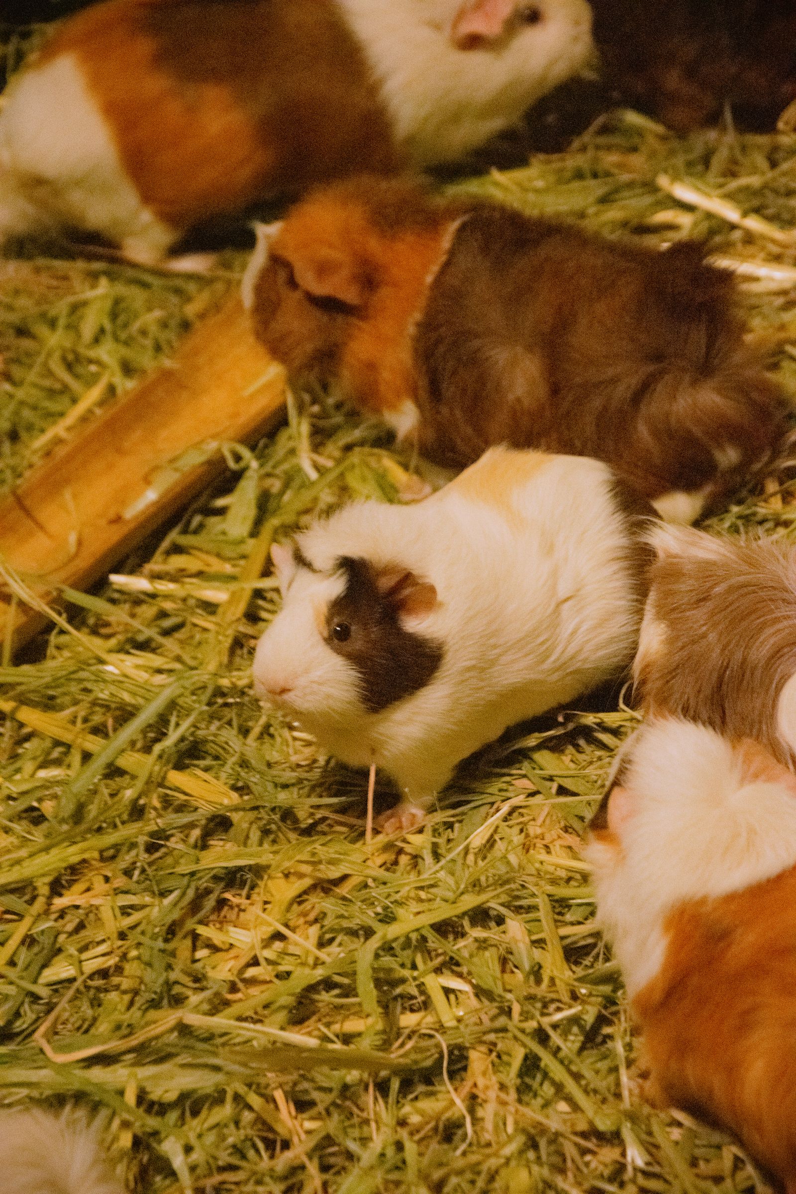 Guinea pigs munching on hay