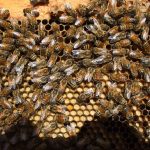 Feeding Bees Karo Syrup Bees working on honeycomb inside a beehive