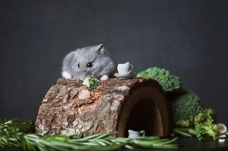 Close-up of a hamster