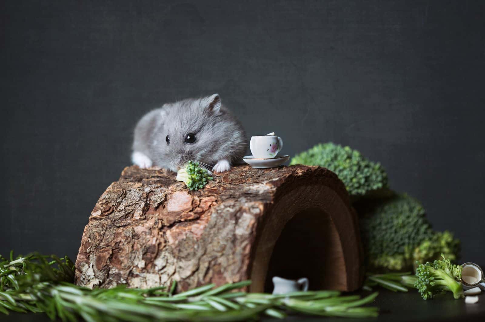 Close-up of a hamster