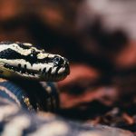 What Do Carpet Pythons Eat? A carpet python with its scale pattern visible against a natural background