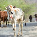 Sahiwal Cow Feed Per Day Young cow walking down a sunlit road