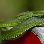 What Do Eyelash Vipers Eat? A bright green viper coiled on a branch