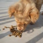 Golden puppy eating kibble outdoors