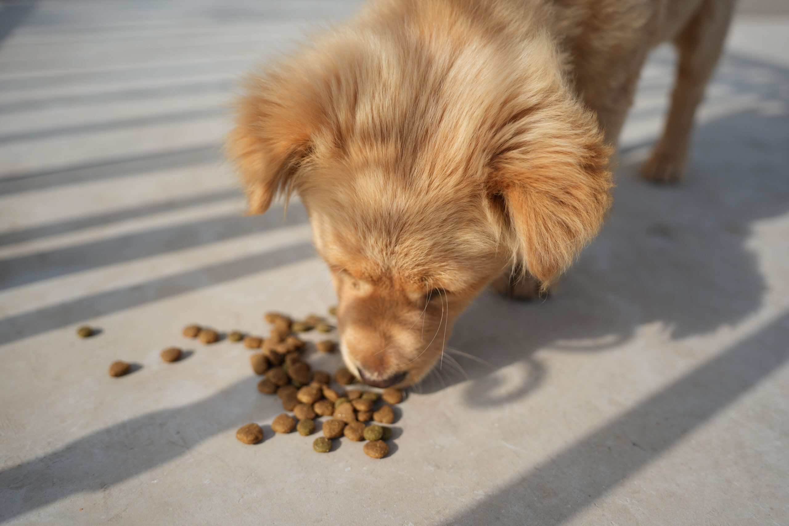 Golden puppy eating kibble outdoors