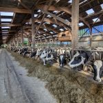 Holstein cows eating hay and feed in a dairy barn