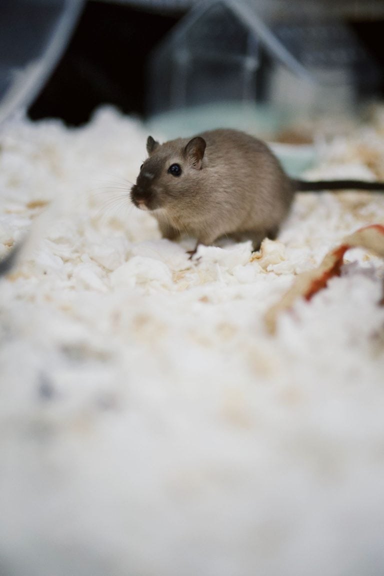 Brown gerbil in bedding
