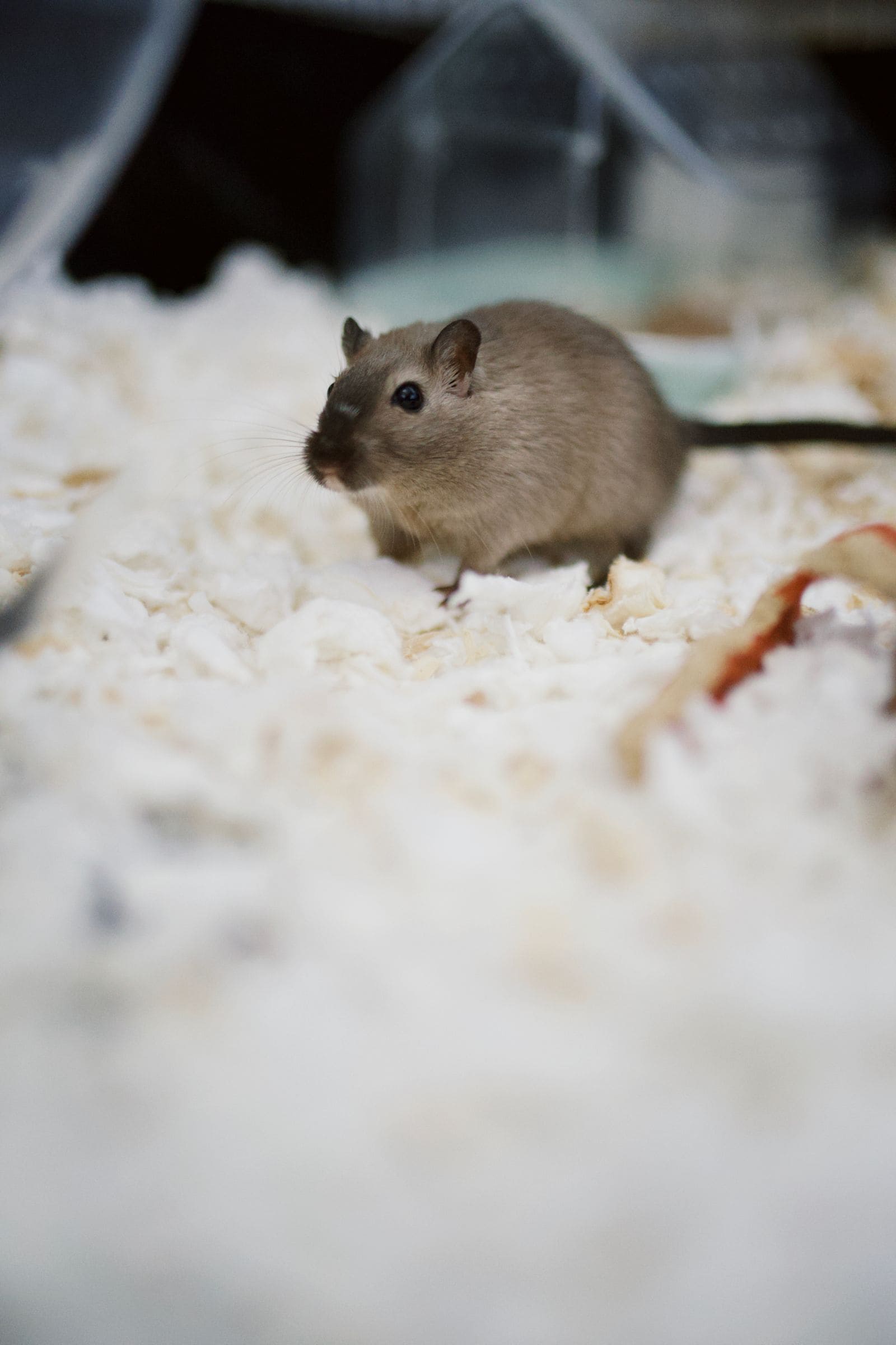 Brown gerbil in bedding
