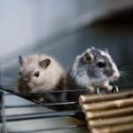 Gerbil Treats: Safe Snacks and What to Avoid Two gerbils exploring their cage