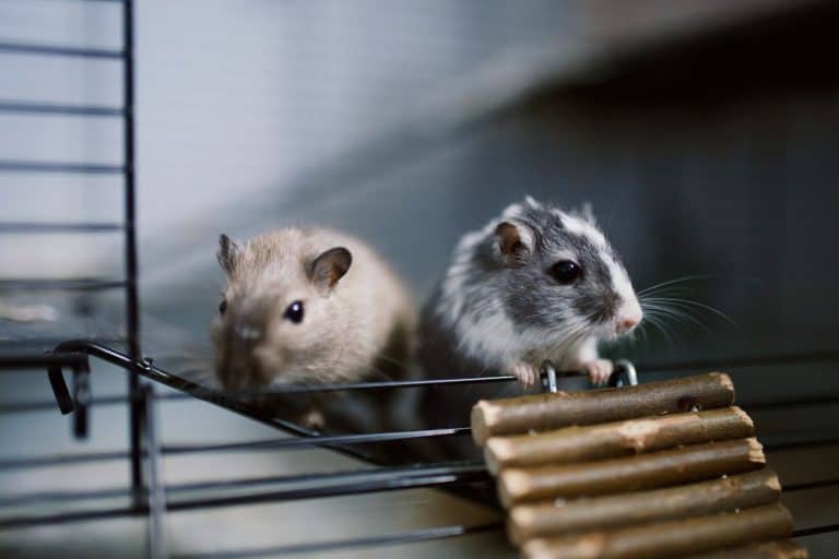 Two gerbils exploring their cage