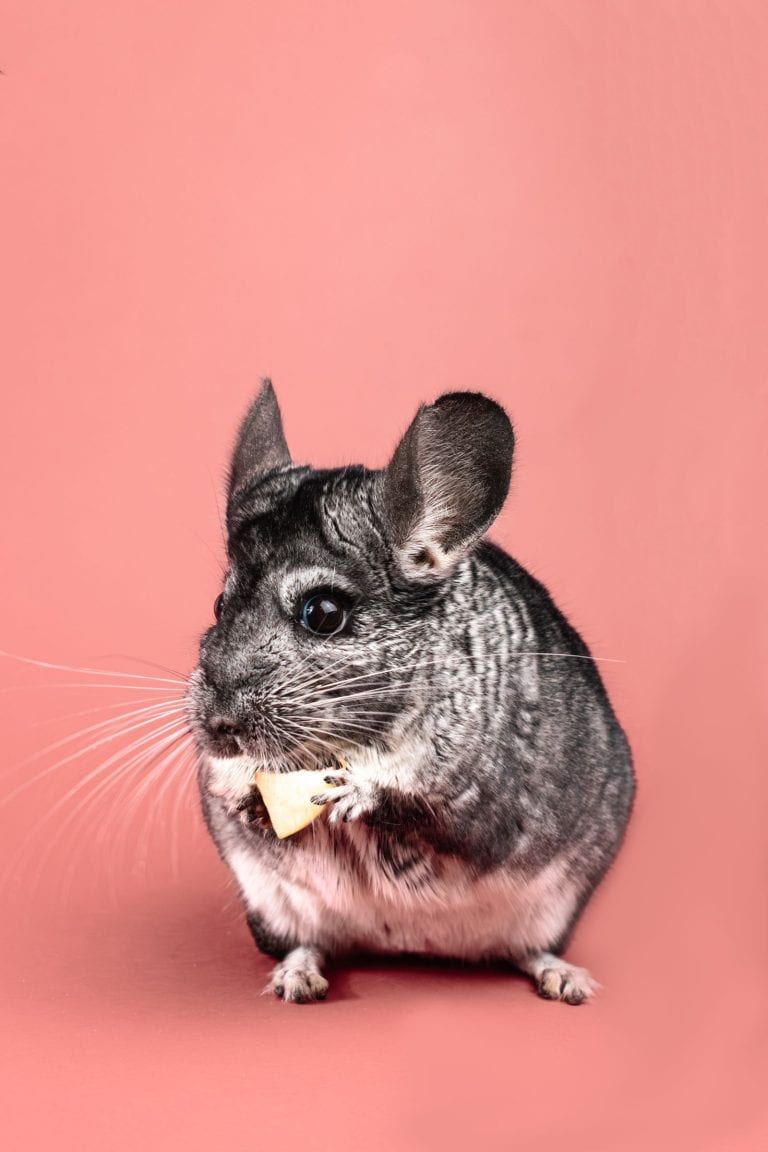 Gray chinchilla with fluffy fur nibbling food on a pastel peach background