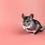 Gray chinchilla nibbling on food against a peach studio backdrop