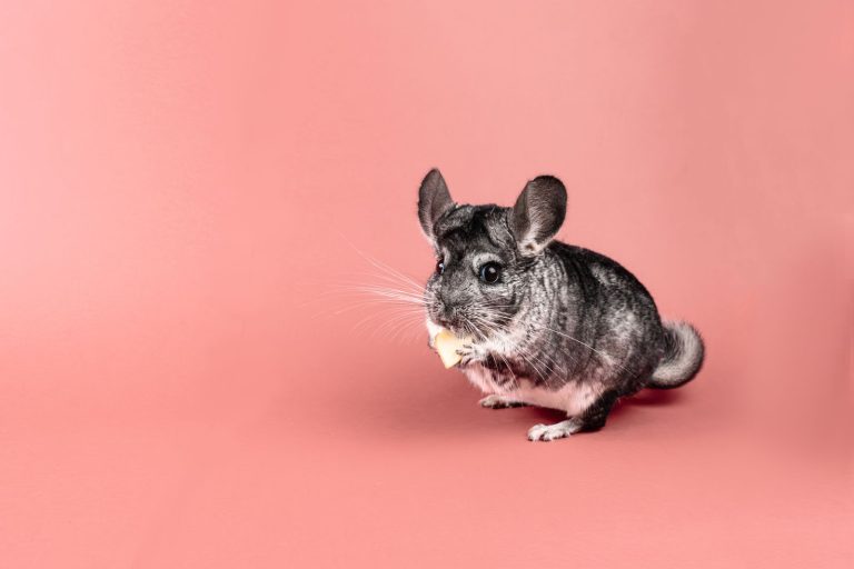 Gray chinchilla nibbling on food against a peach studio backdrop