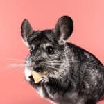 Cute chinchilla munching on food against a pink backdrop