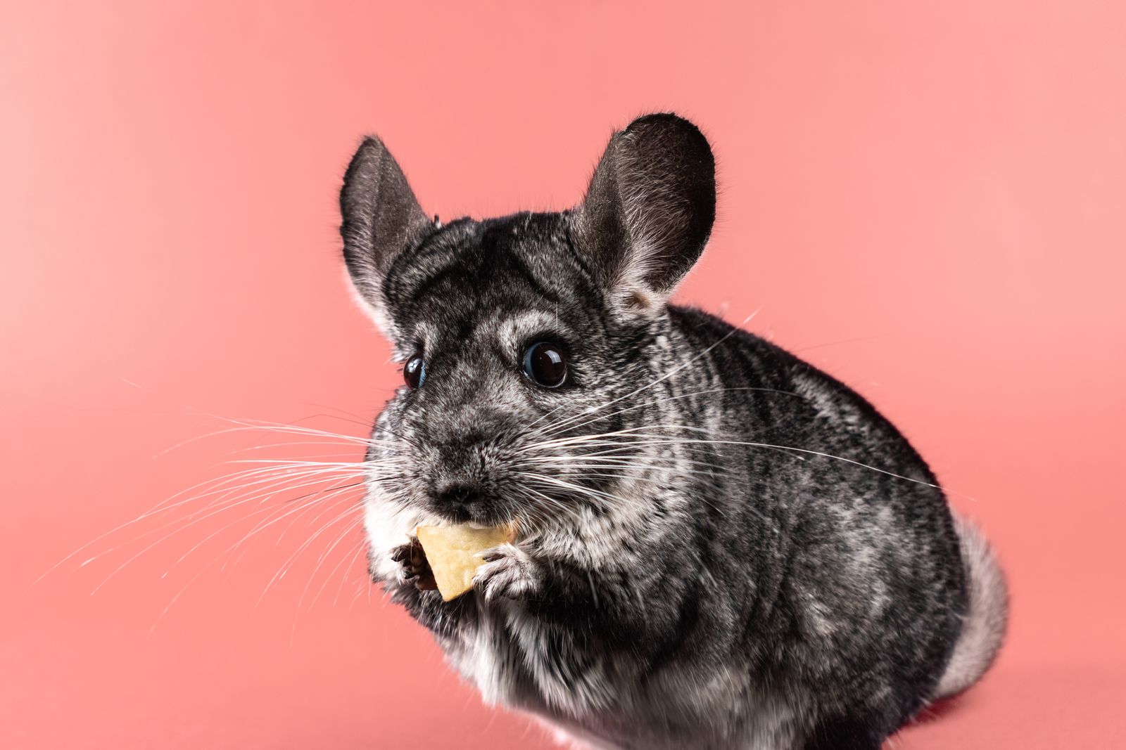 Cute chinchilla munching on food against a pink backdrop