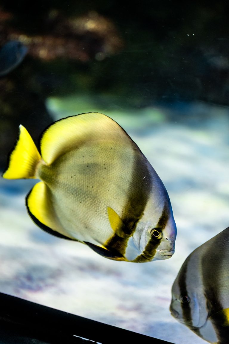 Colorful tropical fish swimming in an aquarium tank