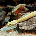 Yellow snake slithering over desert rocks